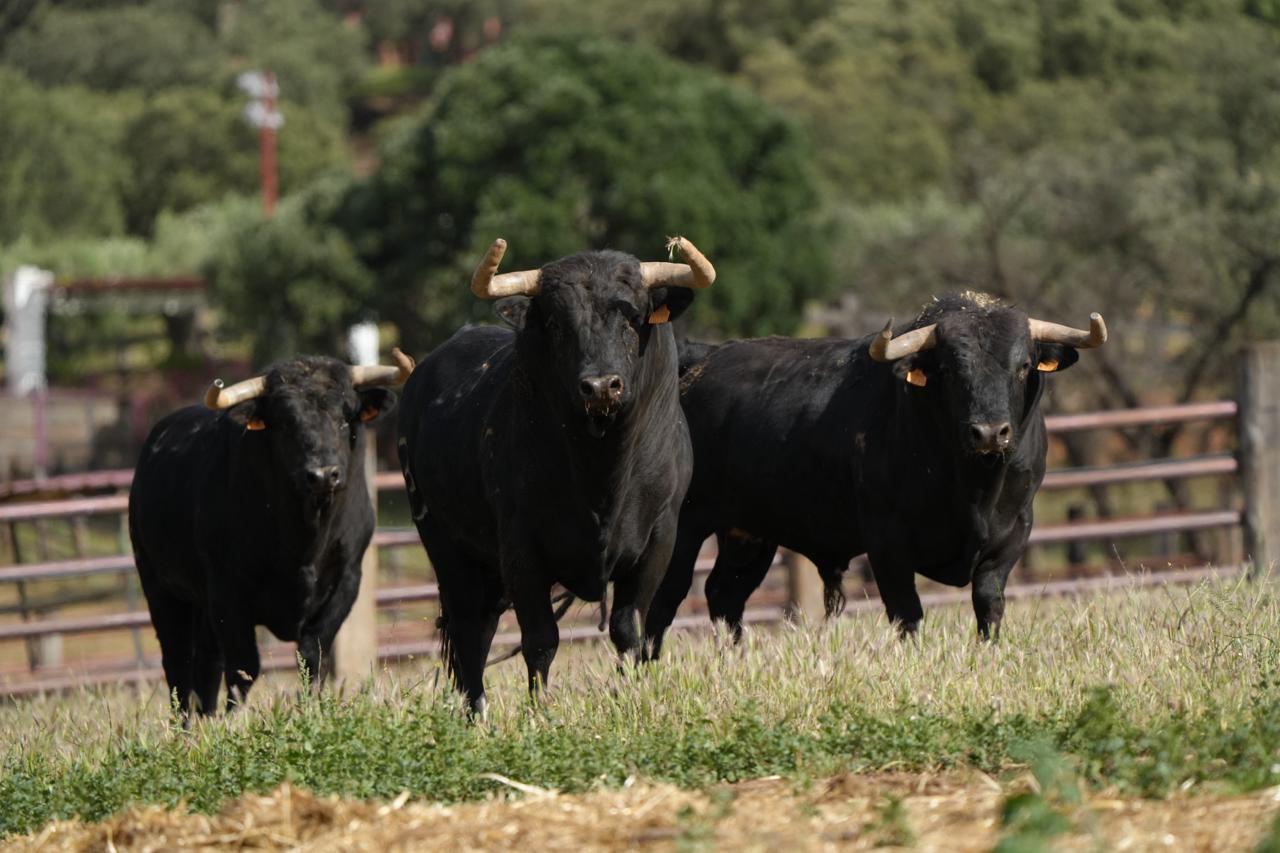 Zalduendo ultima en el campo la corrida del Corpus de Toledo: diez toros para una cita de máxima categoría