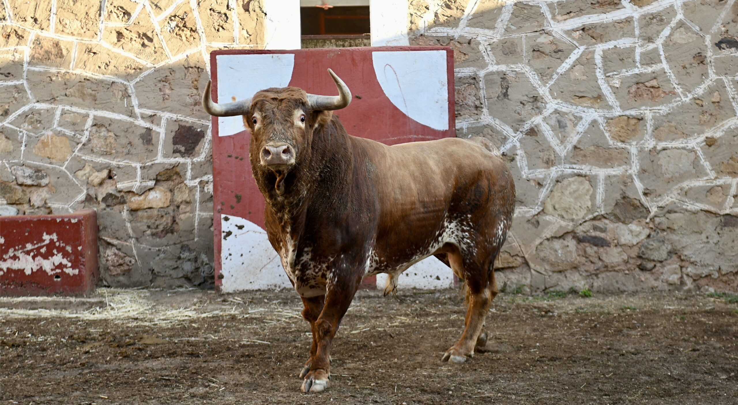Vídeo: los toros de Peñajara de Casta Jijona ya aguardan en Soria para los “Banderilleros de Oro”