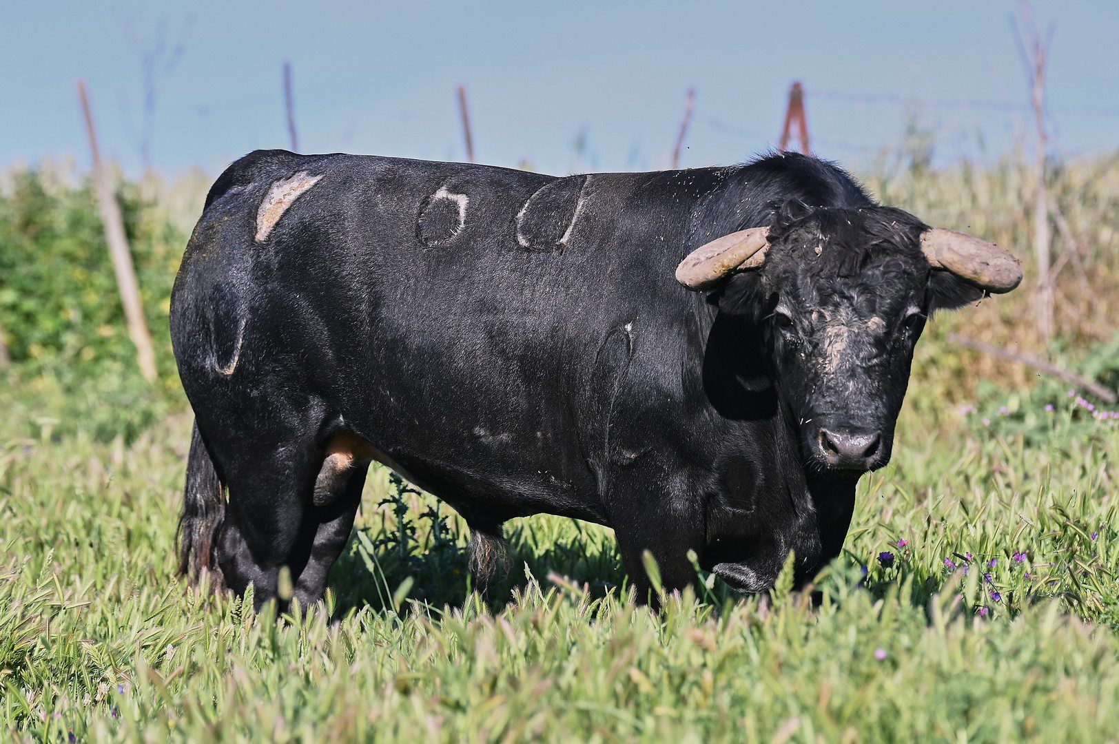 Así son los toros de Pallarés, aliciente ganadero para una tarde de expectación en Ávila