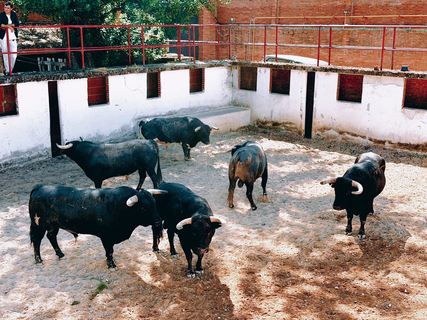 ‘Nevado’ abre la Feria de Burgos 2026 con la corrida de Benítez Cubero para Sergio Galán, João Ribeiro Telles y Léa Vicens
