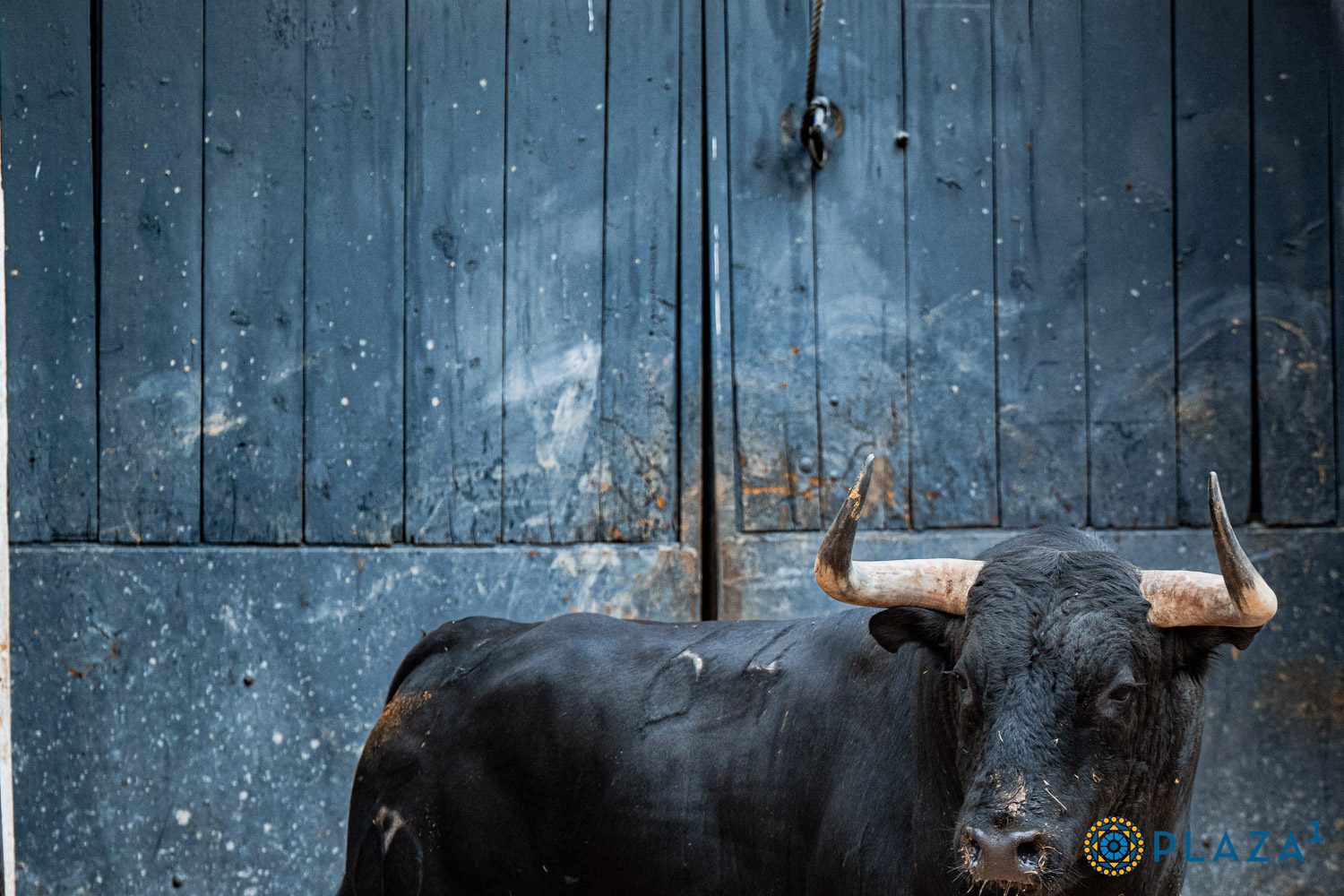 Sorteados los toros de Victoriano del Río para la Corrida de Beneficencia en Las Ventas