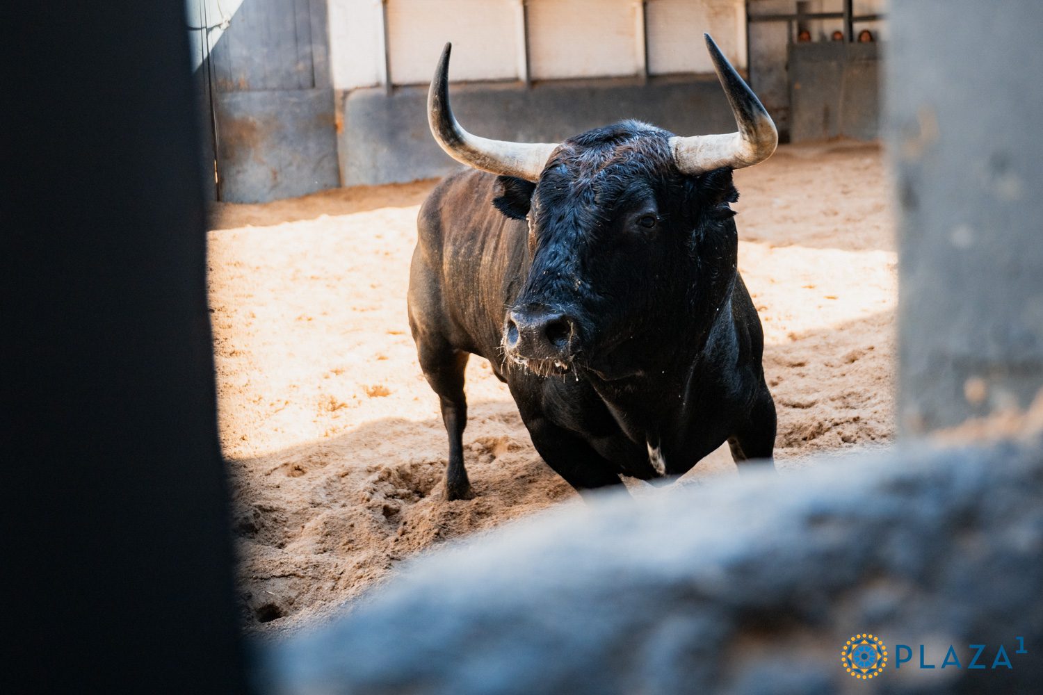 De 'Capuchón' a 'Soñador' los seis toros de la encerrona de Borja Jiménez esta tarde en Las Ventas