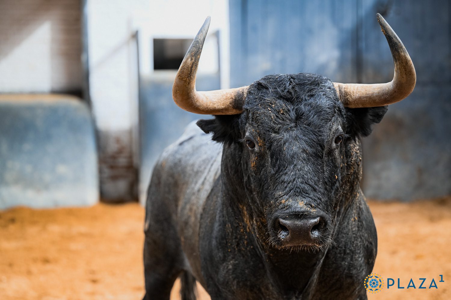 Sorteados los toros de Victorino Martín para la última de San Isidro en Las Ventas