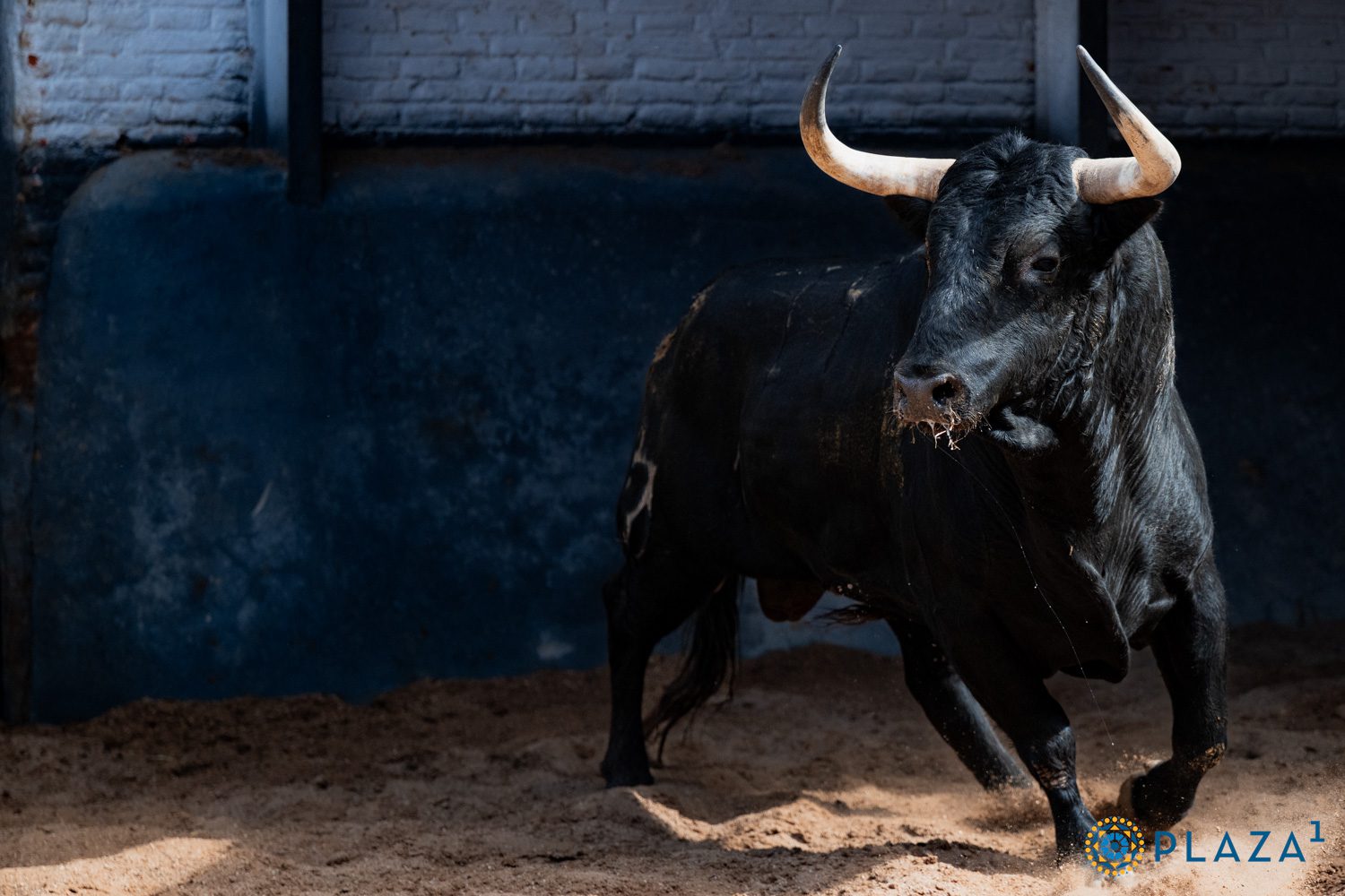 De ‘Maltrecho’ a ‘Roncador’ los seis de Juan Pedro Domecq para esta tarde en Madrid