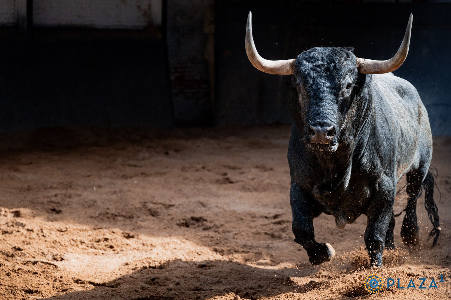 'Capitán' abre la corrida de José Escolar esta tarde en Madrid