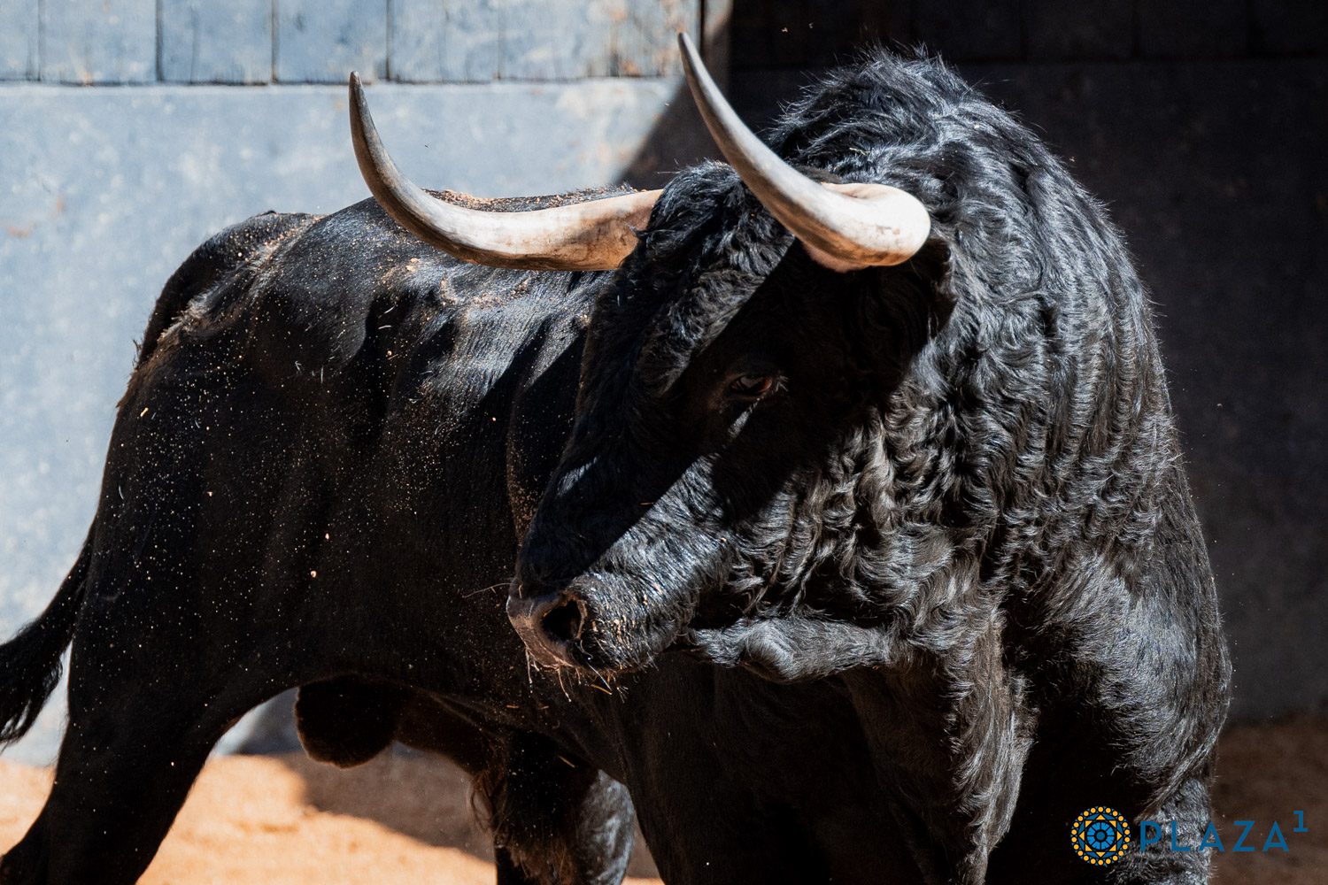 Dos 'Caprichoso' para la corrida de Montalvo que sustituye a Lagunajanda esta tarde en Las Ventas