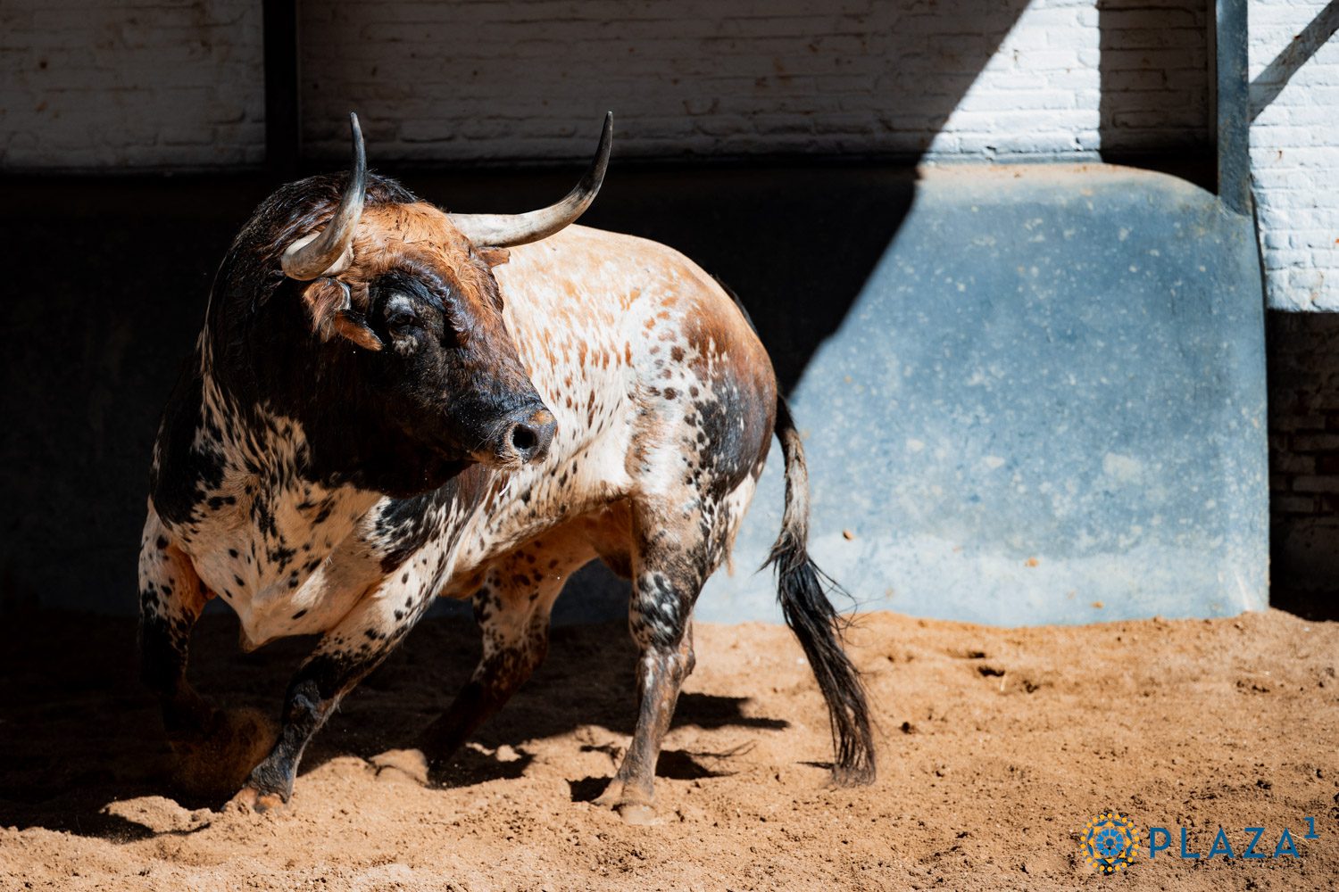 Dos toros de Santiago Domecq remiendan la corrida de Jandilla para esta tarde en Las Ventas
