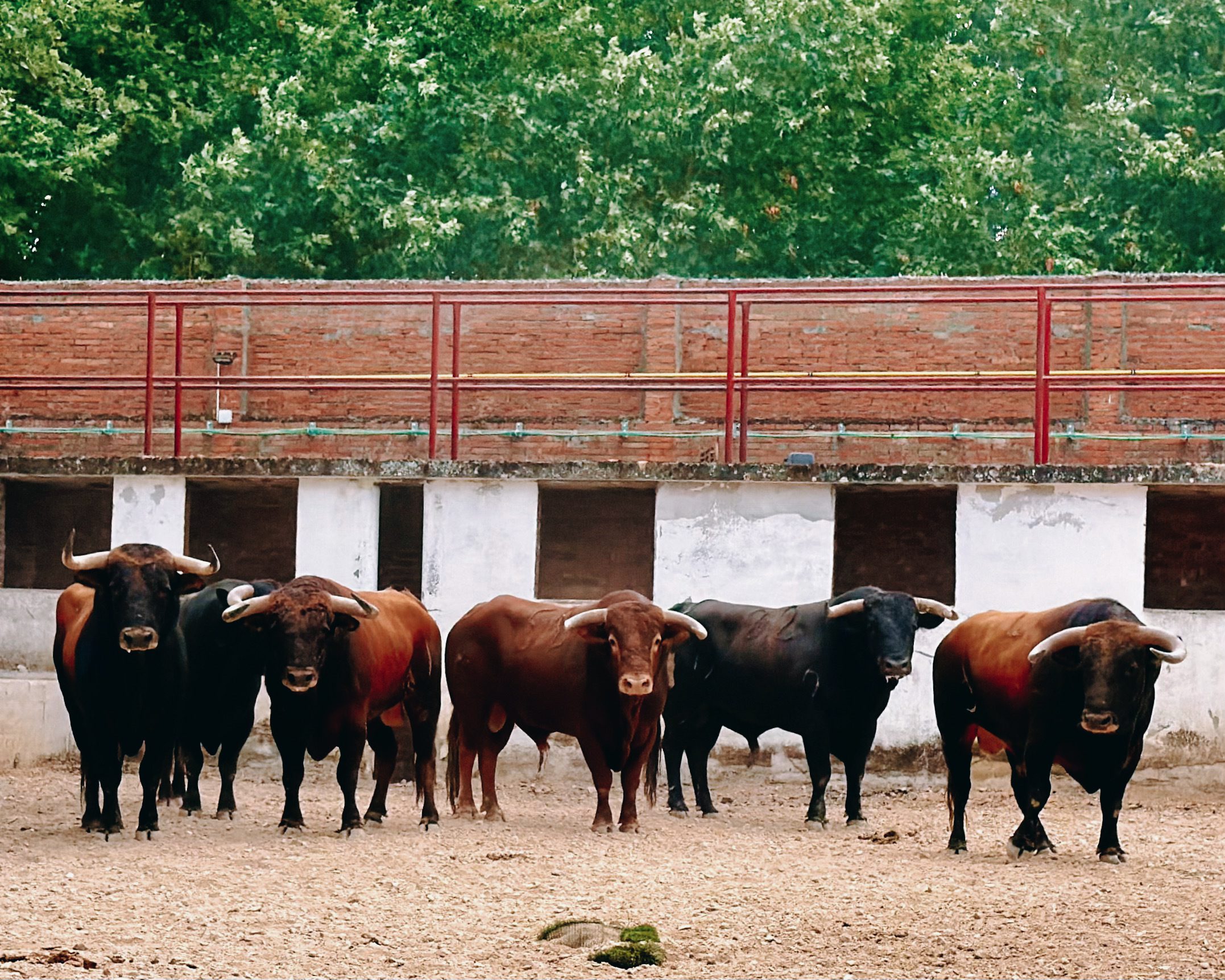 'Bonacible' abre la corrida de Ave María en Burgos esta tarde