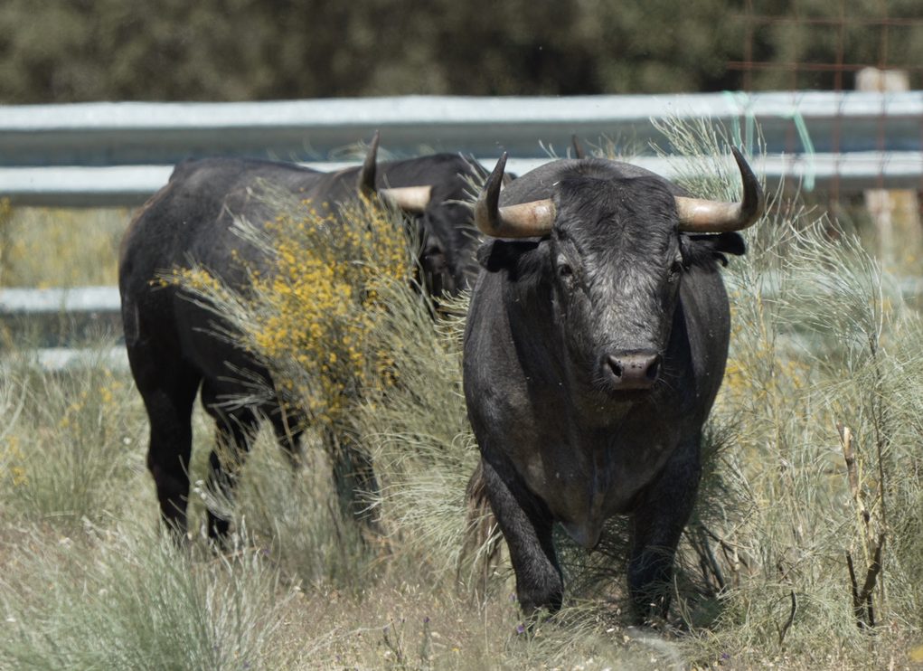 Victorino prepara para Alicante una corrida histórica: así son los toros del homenaje a Luis Francisco Esplá
