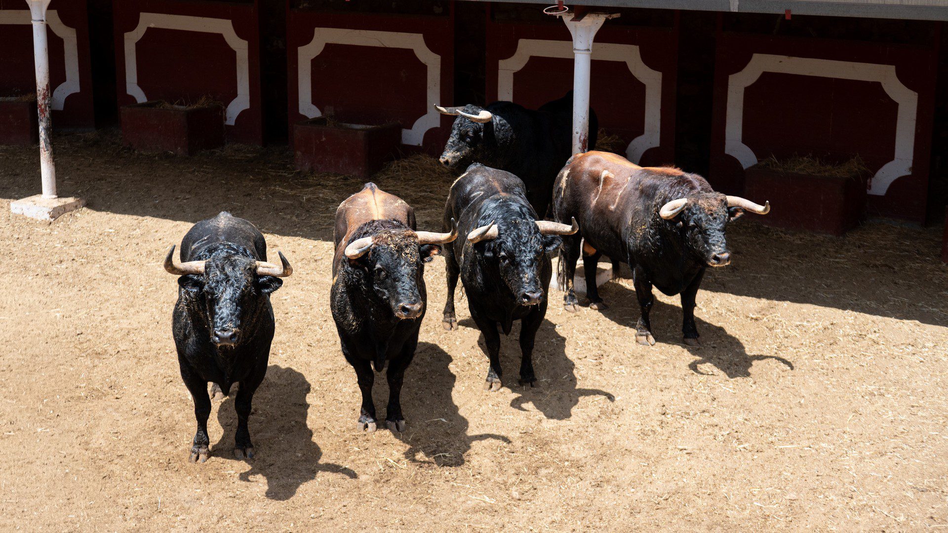 Sorteados los toros de Antonio Bañuelos para cerrar la Feria de Soria con Borja Jiménez, David de Miranda y Marco Pérez