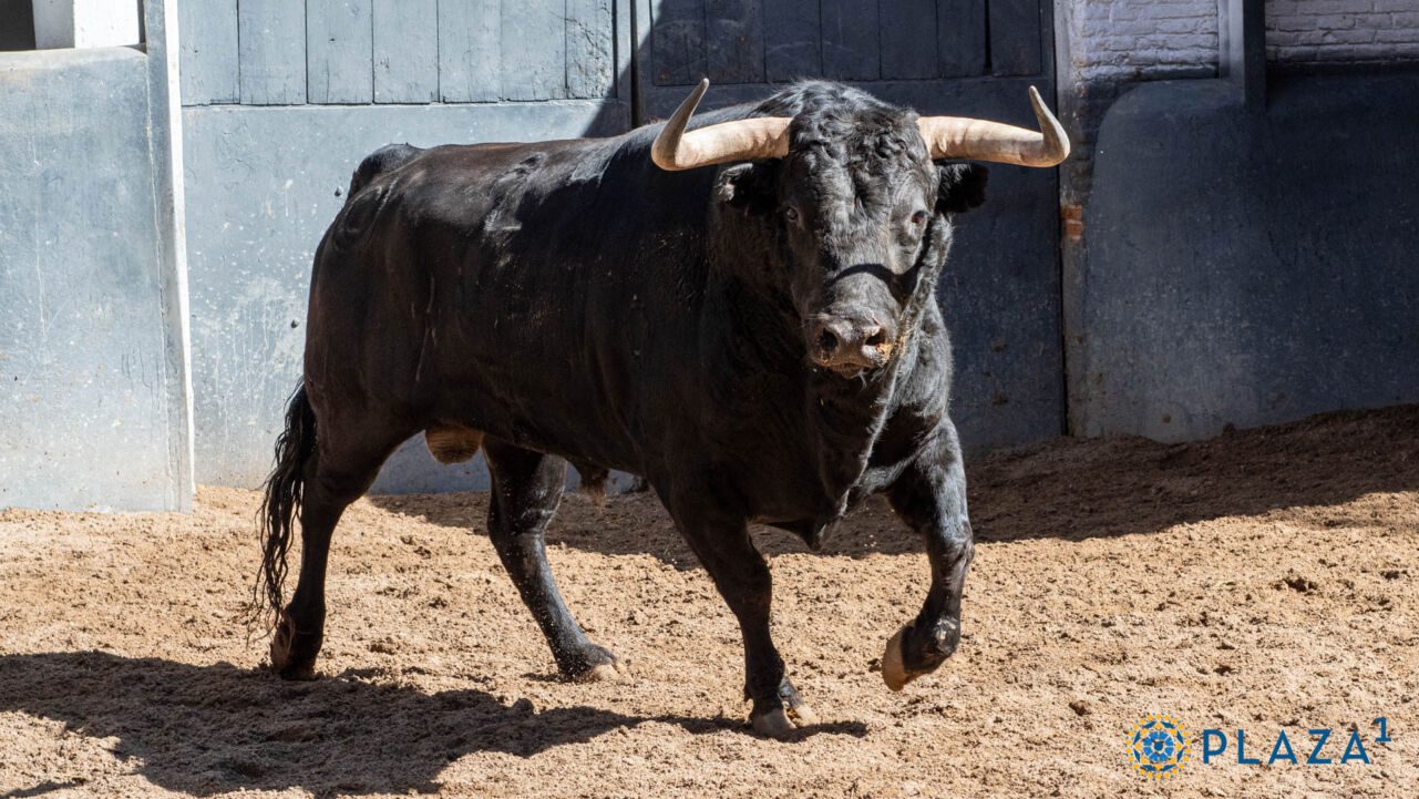 Montalvo sustituye a Lagunajanda y siete toros quedan aprobados en Las Ventas para mañana