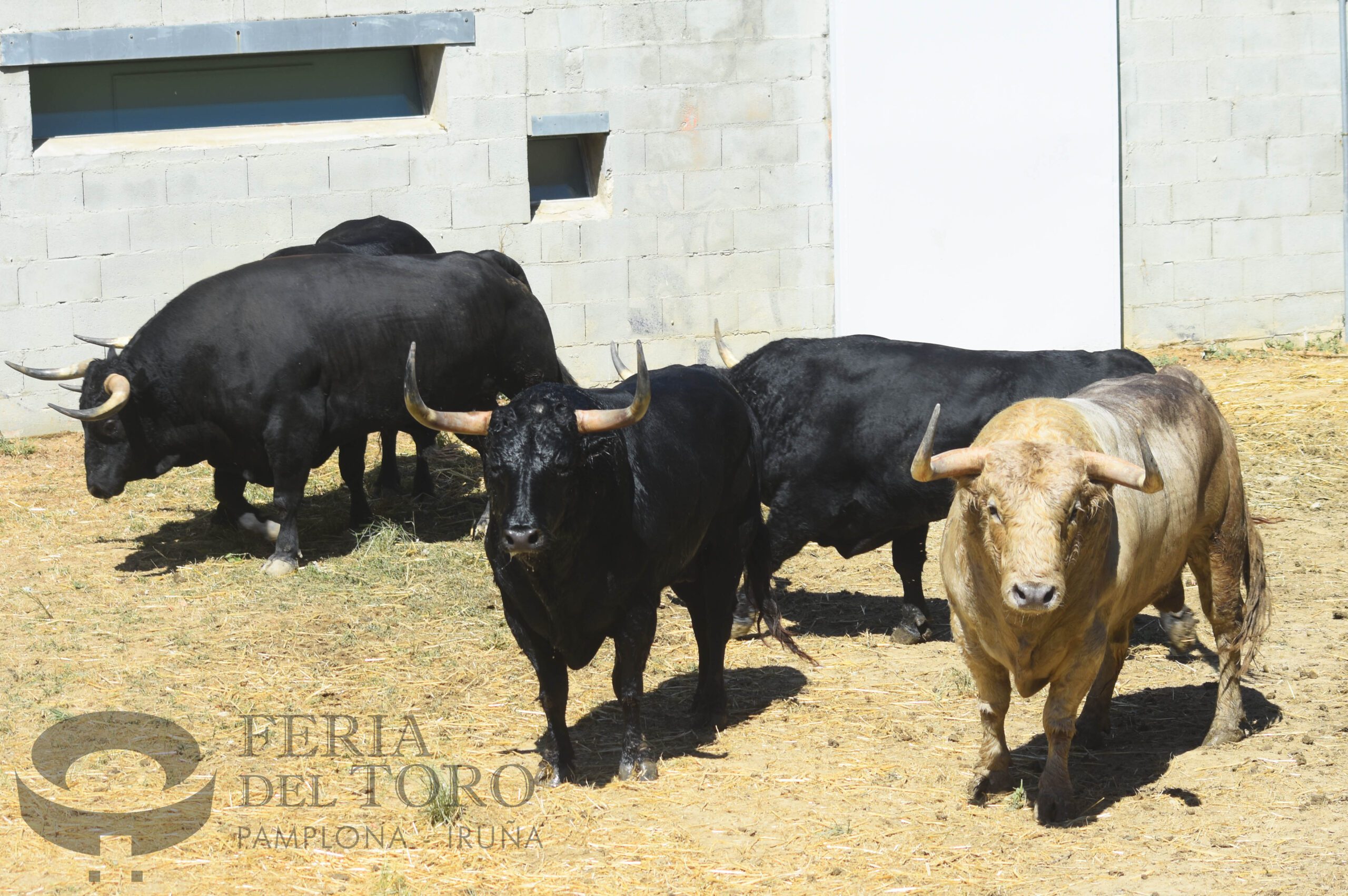 Fuente Ymbro desembarca en Pamplona con una corrida seria para abrir los encierros de San Fermín