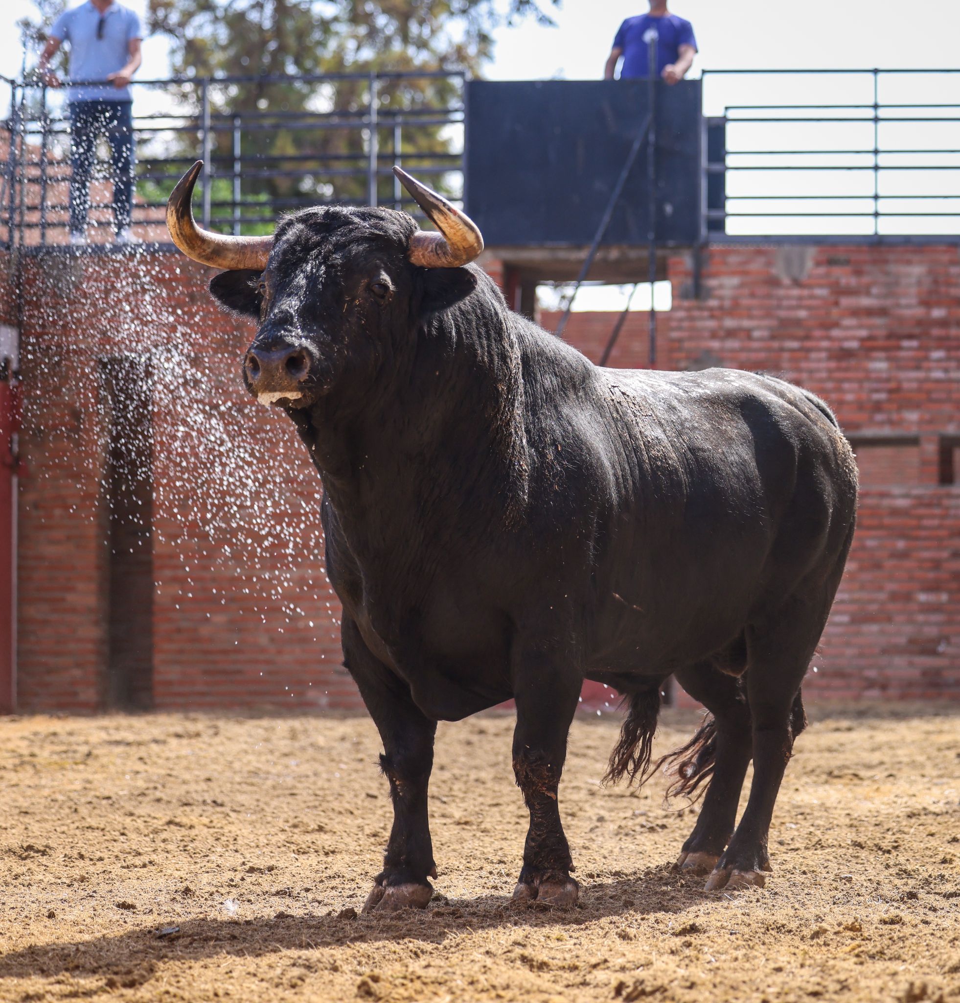 Sorteados los toros de Zalduendo para Talavante, Juan Ortega y Pablo Aguado en Algeciras