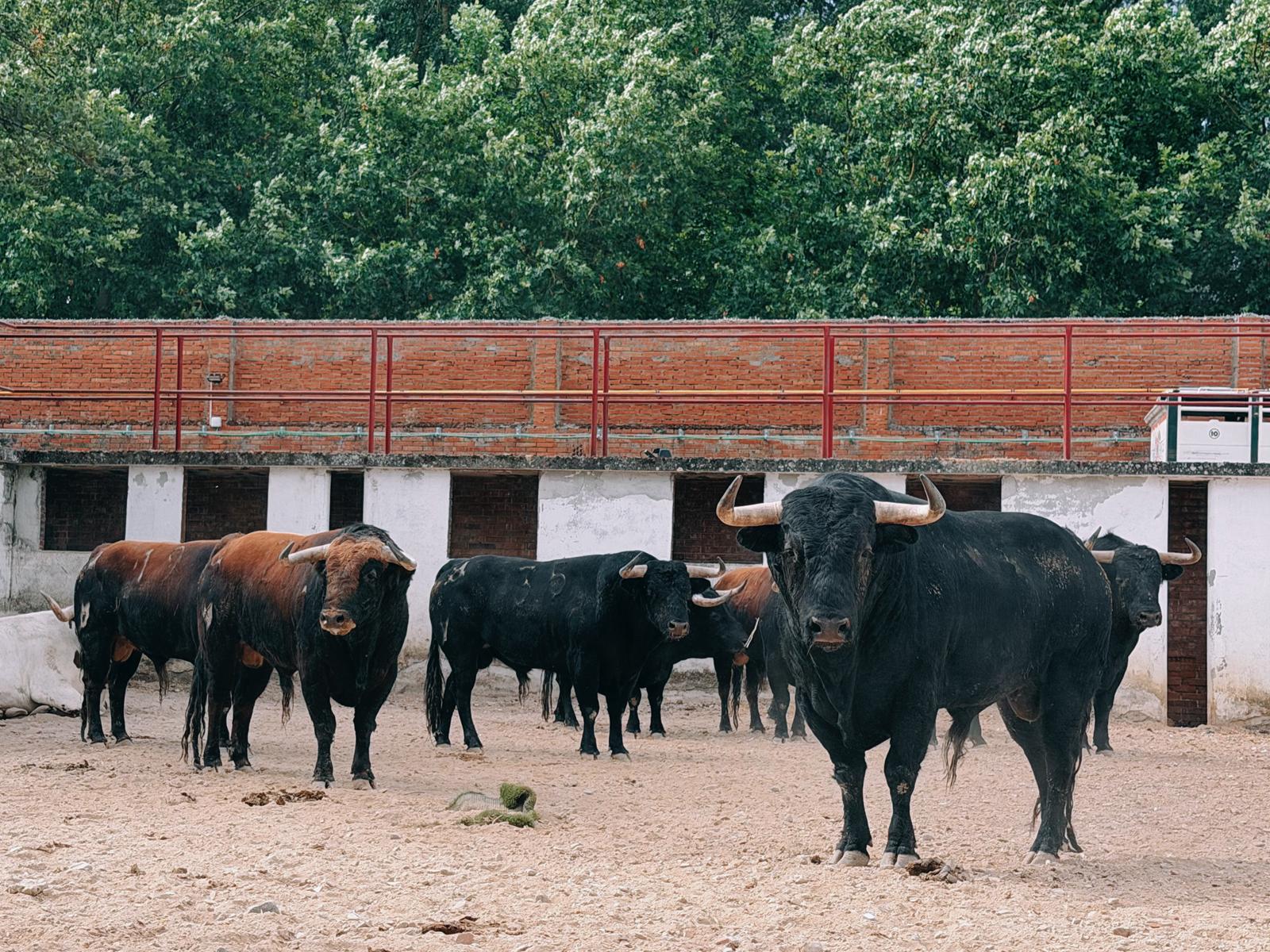 'Dicharacho' de Loreto Charro abre la cuarta de abono en Burgos