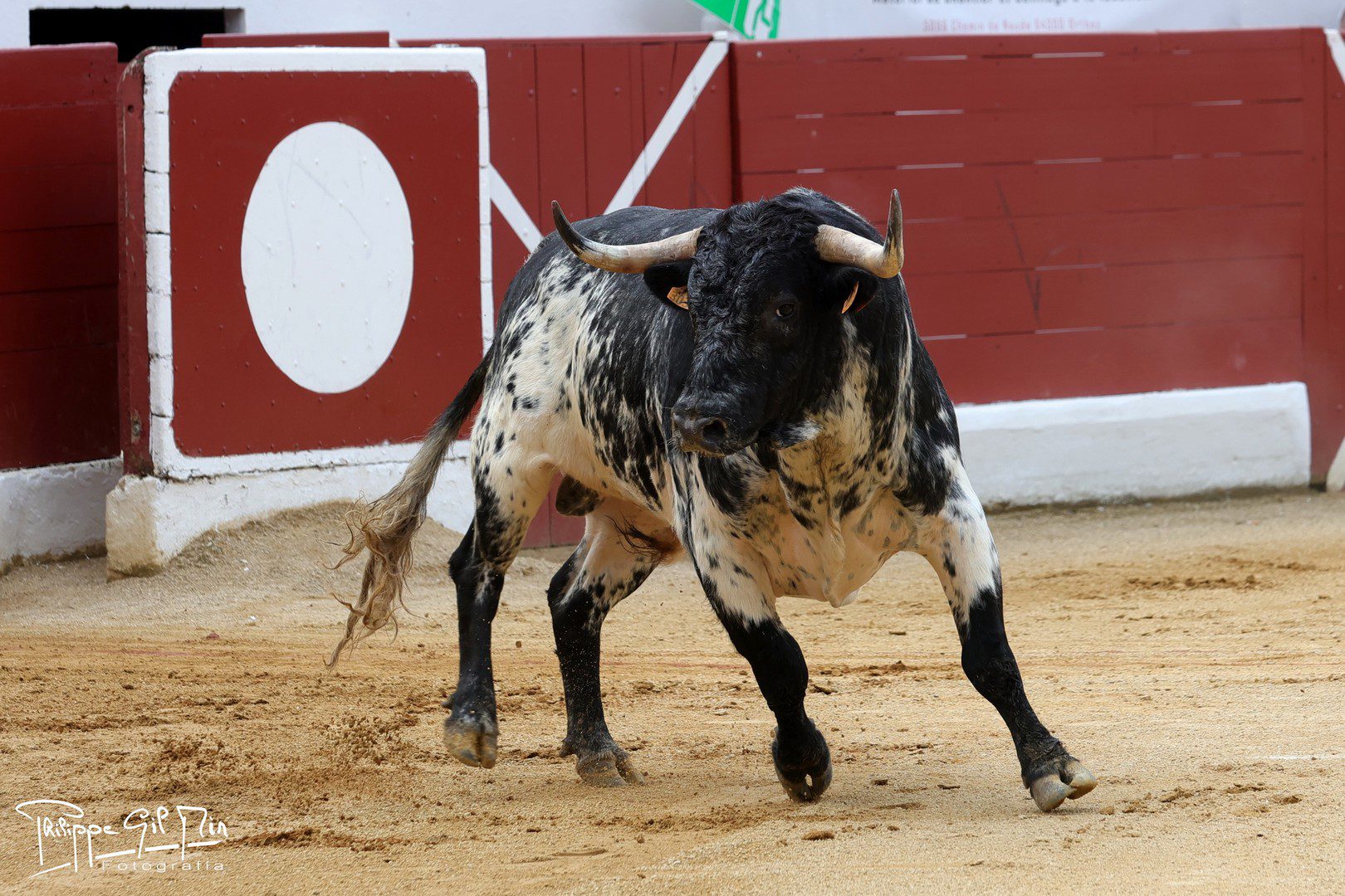 La tauromaquia que solo sale en las esquelas