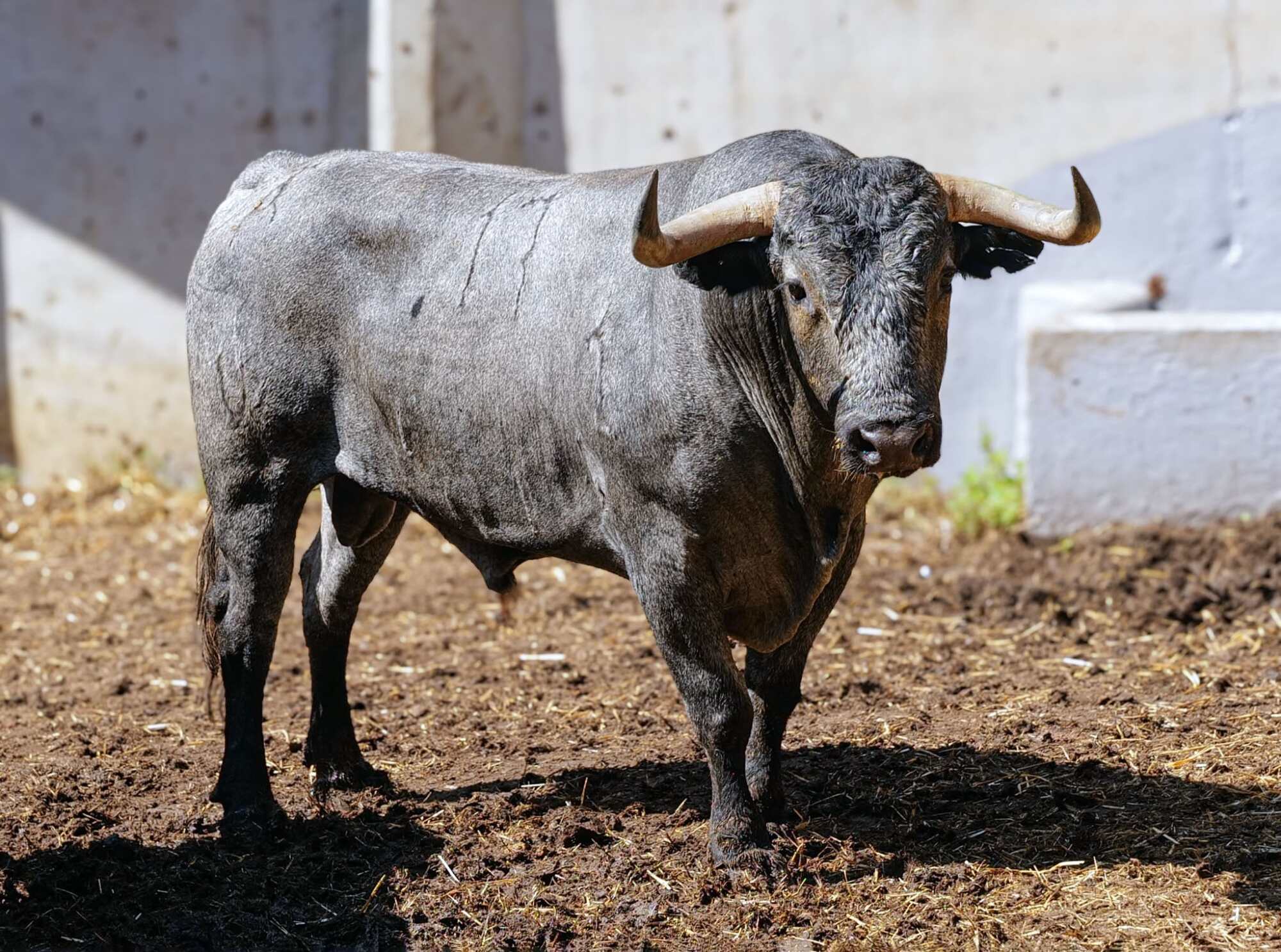 'Madrugador' el toro de la vuelta de Victorino Martín a Santander
