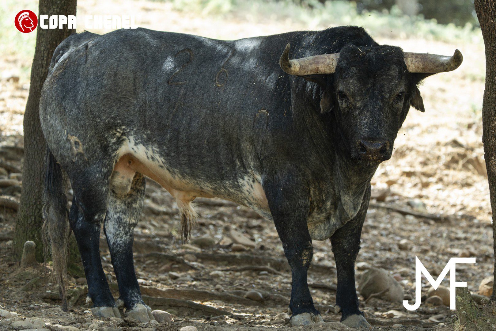 En imágenes, los toros de Los Maños y La Palmosilla para Valdetorres de Jarama