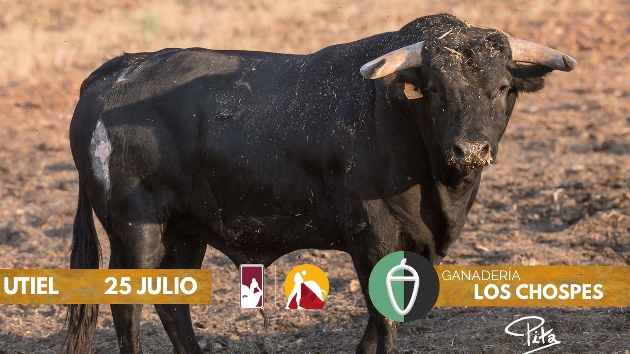 Utiel acoge la segunda clasificatoria del Circuito Valenciano de Novilladas