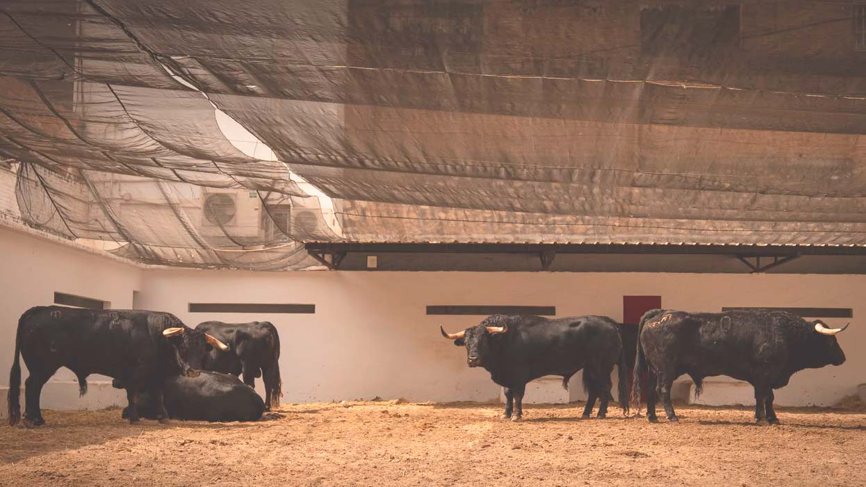 'Marqués' de José Enrique Fraile de Valdefresno abre la feria de Julio en Valencia
