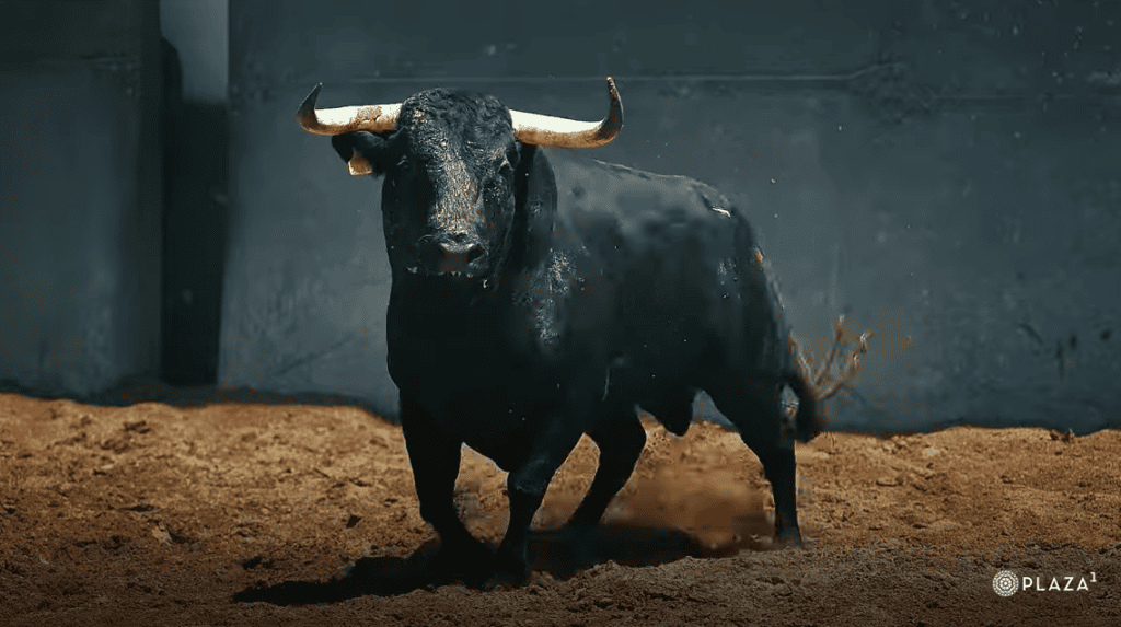 Los toros de El Capea y Carmen Lorenzo ya esperan en Las Ventas para la final de la Copa Chenel