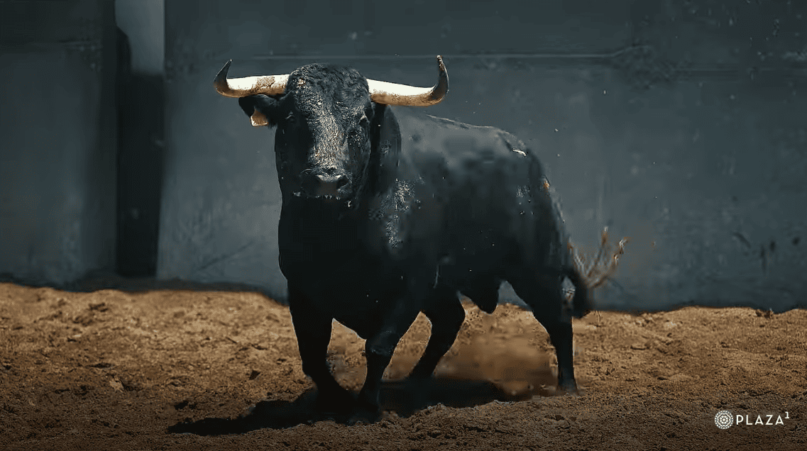 Los toros de El Capea y Carmen Lorenzo ya esperan en Las Ventas para la final de la Copa Chenel