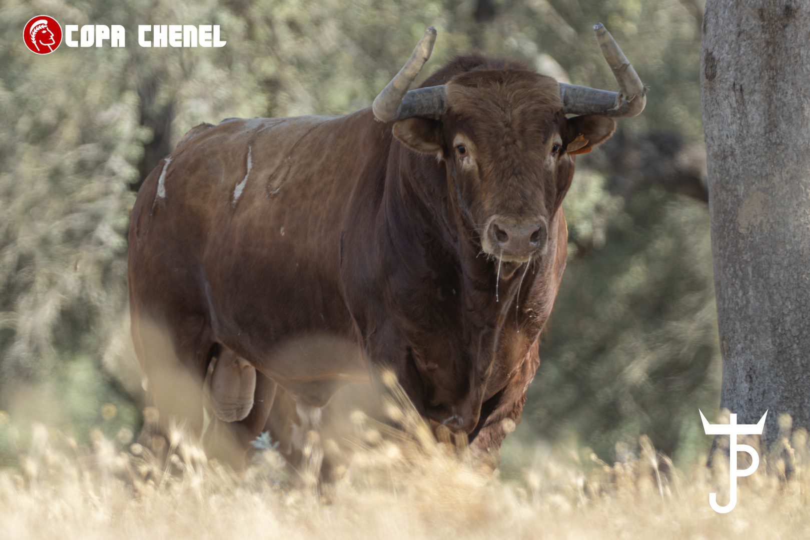 Los toros de Peñajara y José Cruz para Chinchón, en imágenes: la Copa Chenel abre sus semifinales