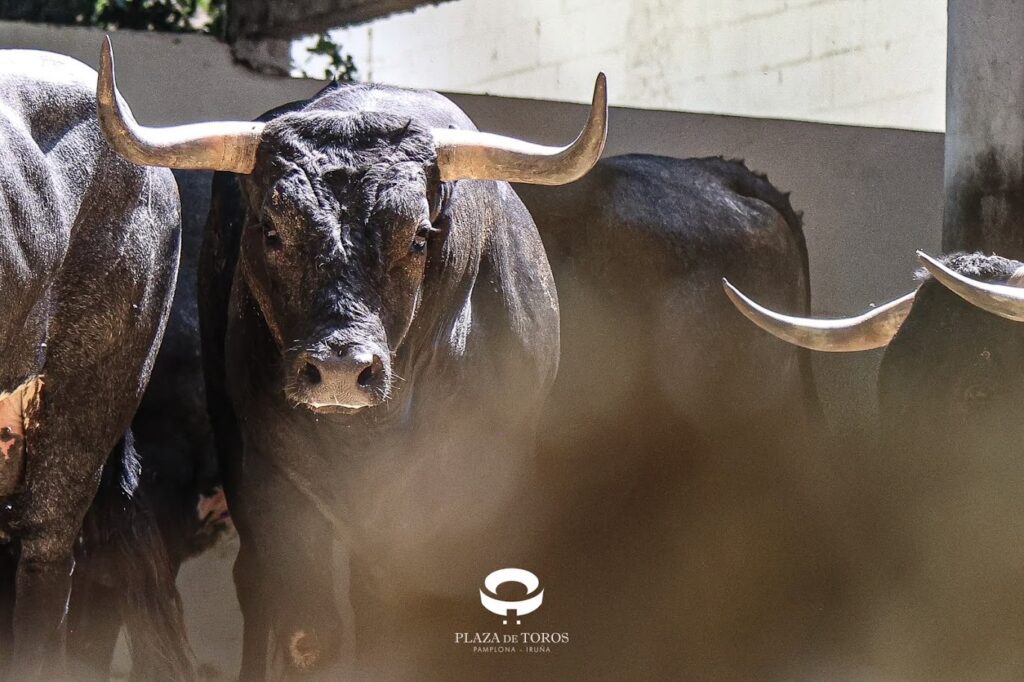 Seis de Miura para la penúltima de la Feria del Toro en Pamplona