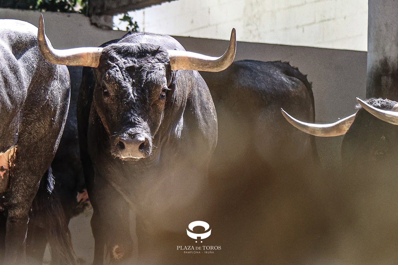 Seis de Miura para la penúltima de la Feria del Toro en Pamplona