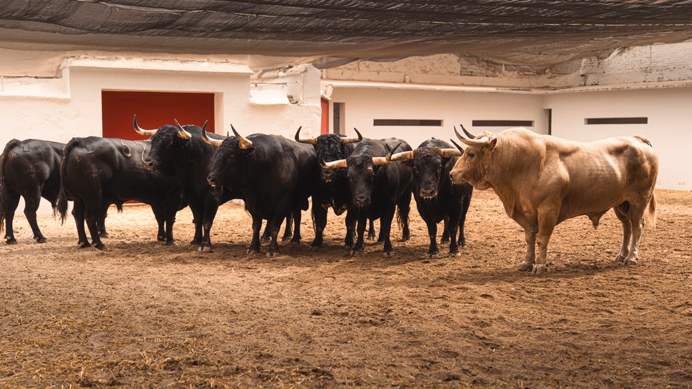 De 'Bogavante' a 'Fulanillo' los seis de El Torero para esta tarde en Valencia