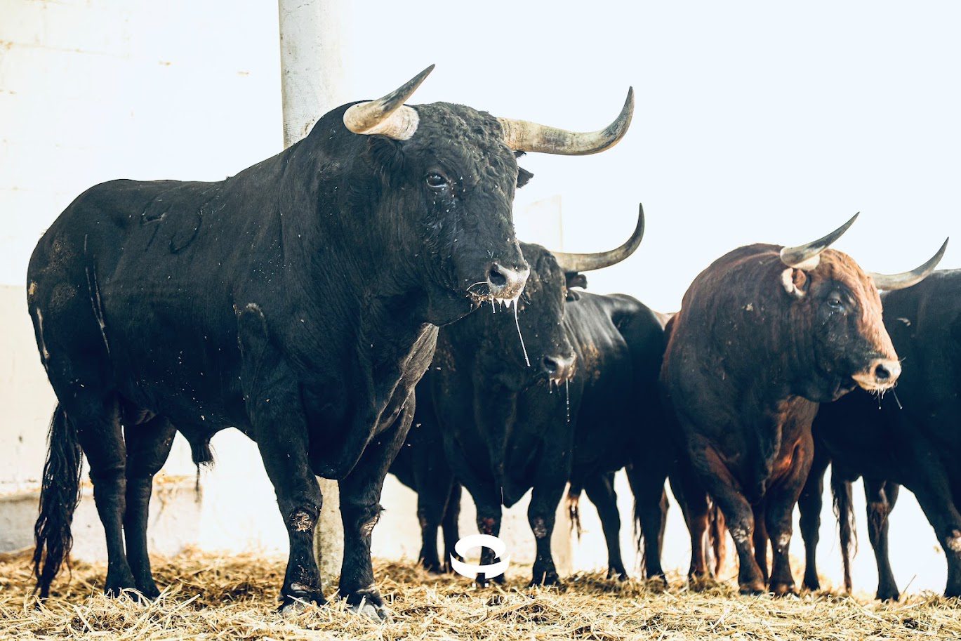 'Oyente' de Jandilla cerrará la feria del Toro en Pamplona