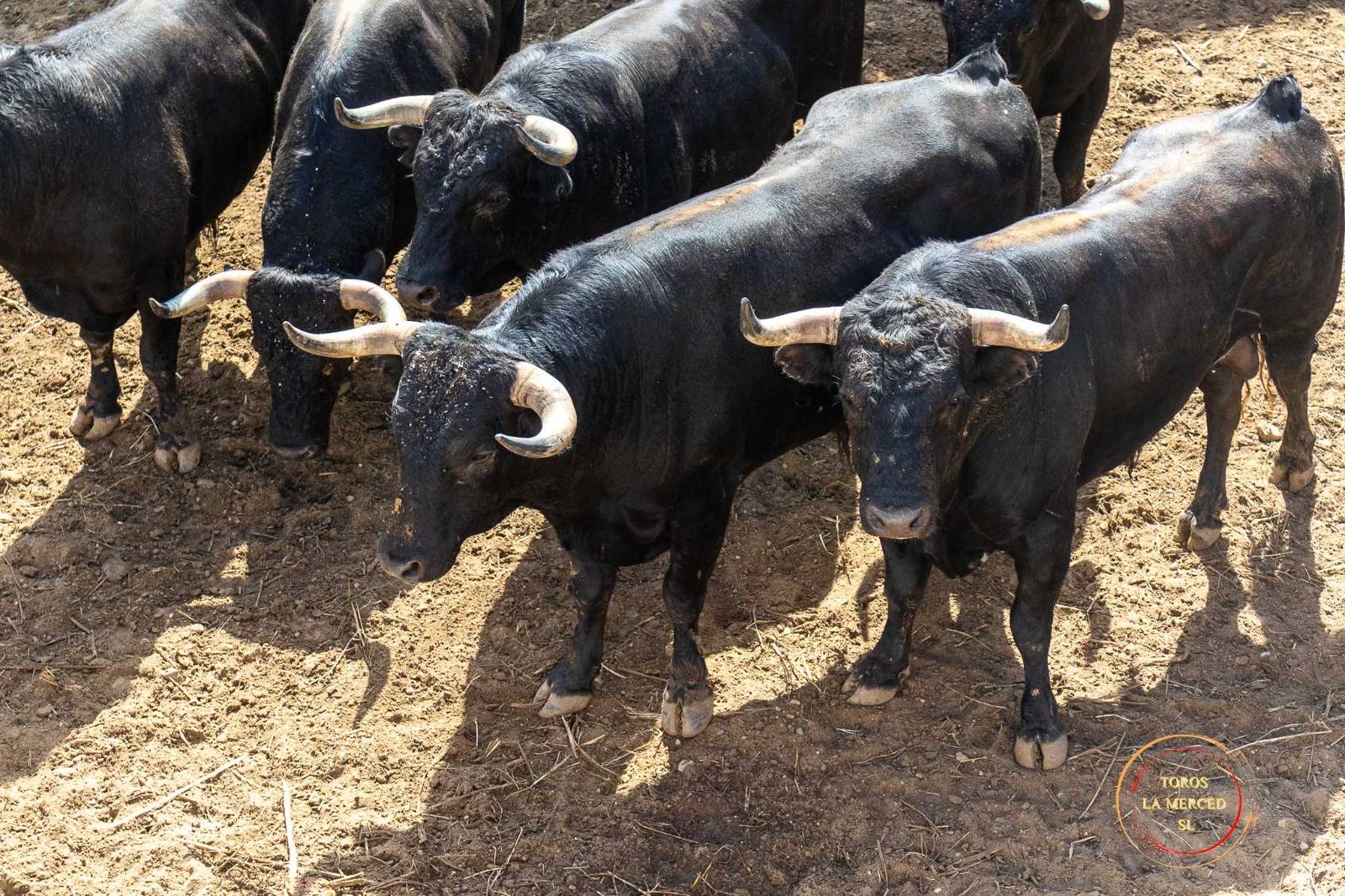 Detalle de los toros en los corrales de Huelva