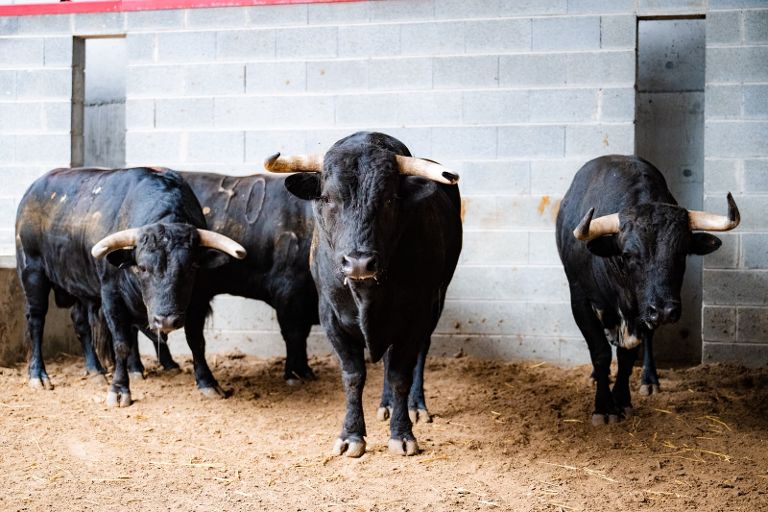 Toros de Murteira Grave en los corrales de Azpeitia