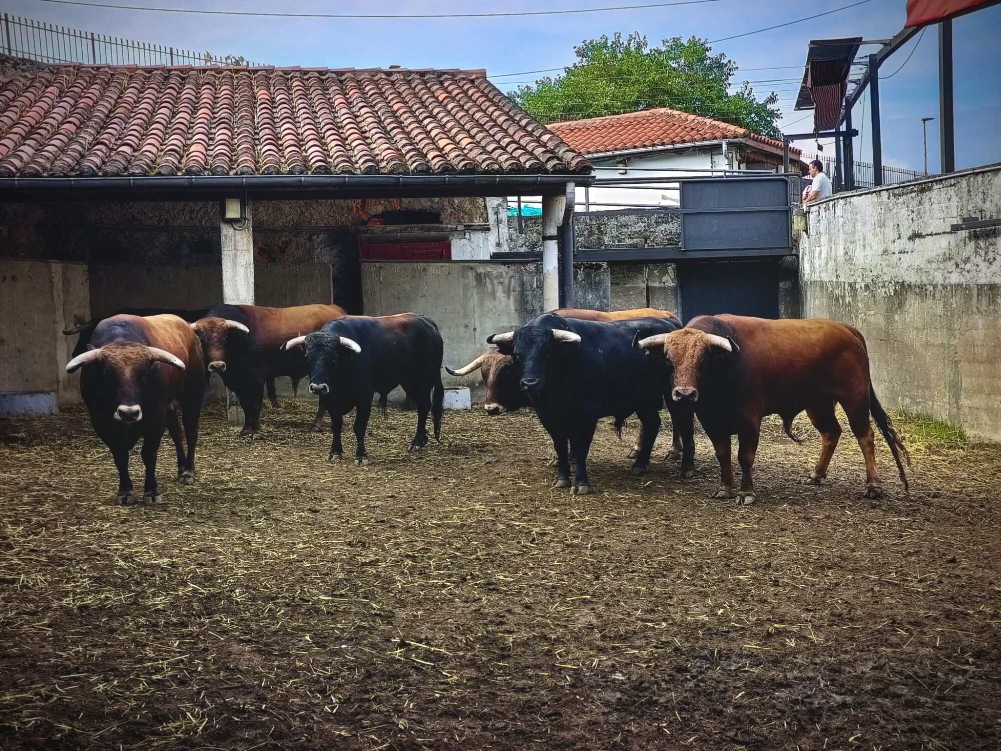 Seis novillos de Montealto para abrir la feria de Santiago en Santander
