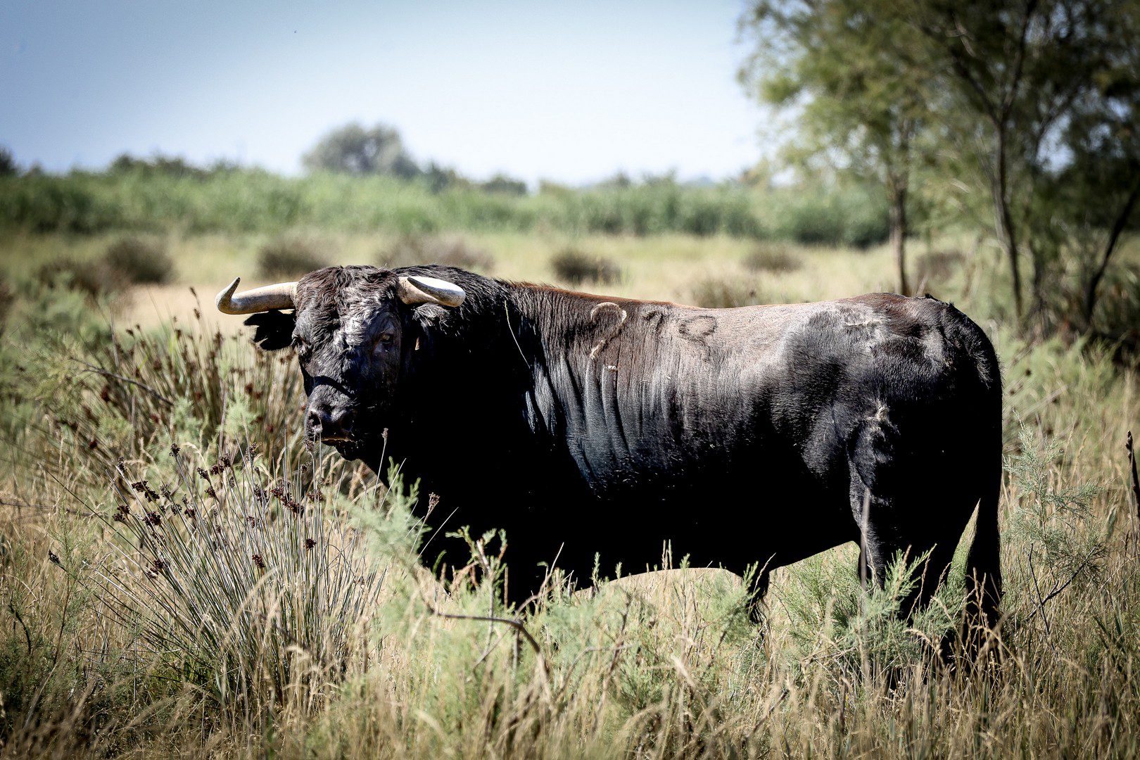 En imágenes los toros para la apuesta de Lunel por las figuras y el futuro del toreo francés
