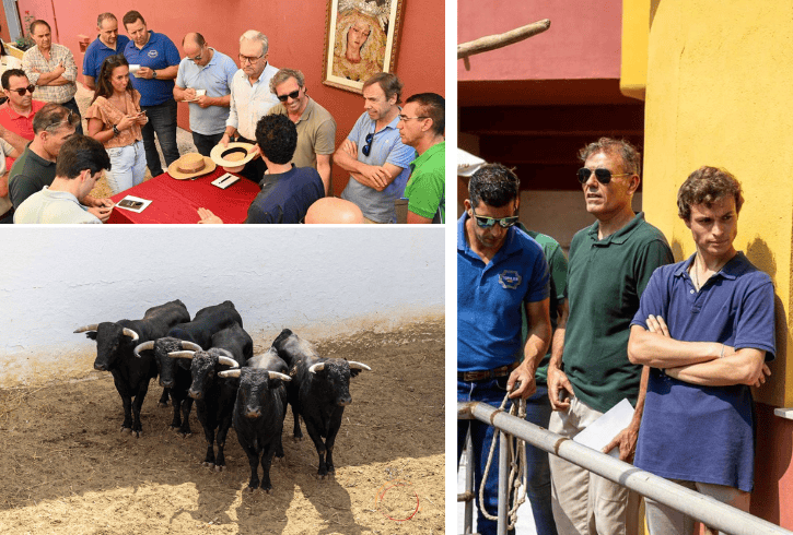 Seis erales de la ganaderías Millares y Arucci para la final de la VI edición de “Huelva es Torera: Objetivo, La Merced”