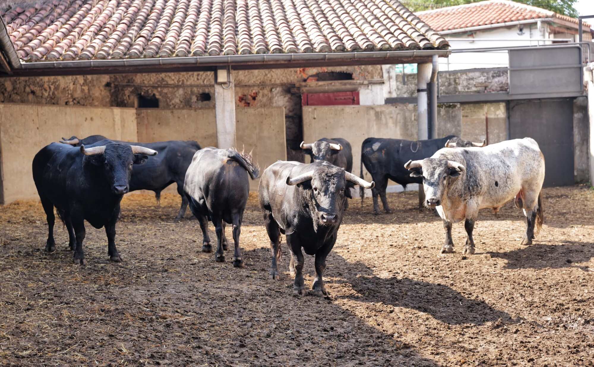 Seis toros de Pallarés para los rejones esta tarde en Santander