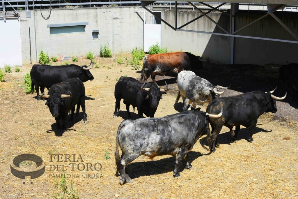 Llegan los de Cebada Gago a los corrales de la Rochapea