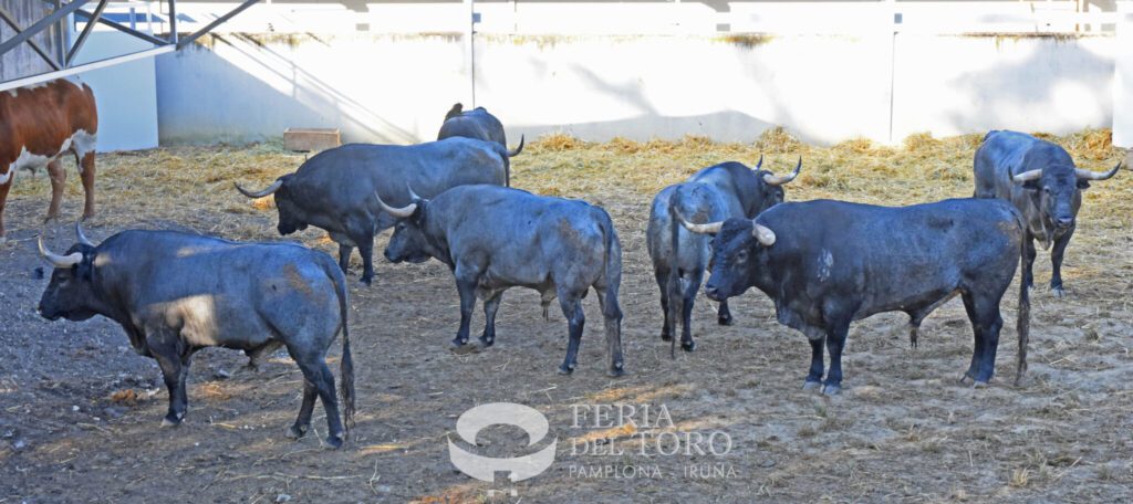 José Escolar desembarca en Pamplona con una corrida cárdena y seria