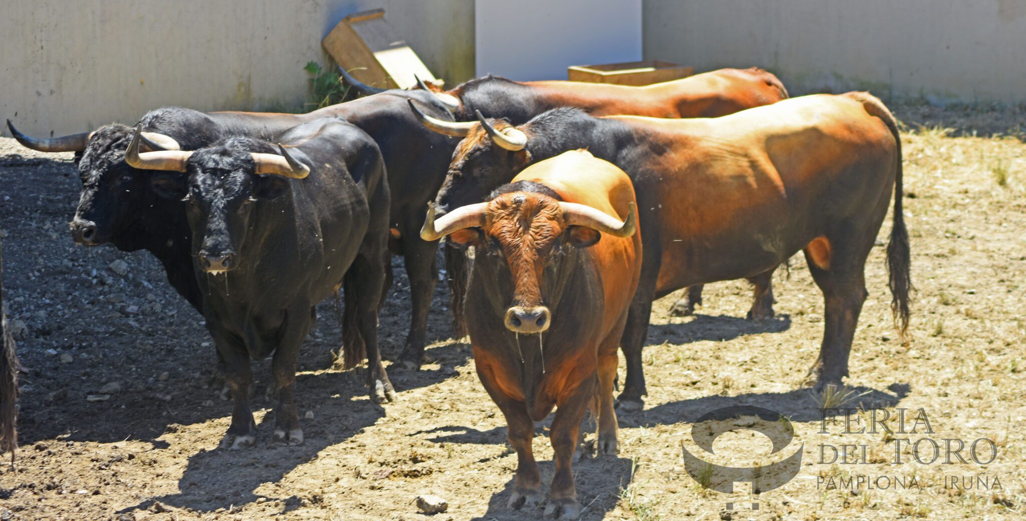 La Palmosilla desembarca en Pamplona para su sexta comparecencia en la Feria del Toro