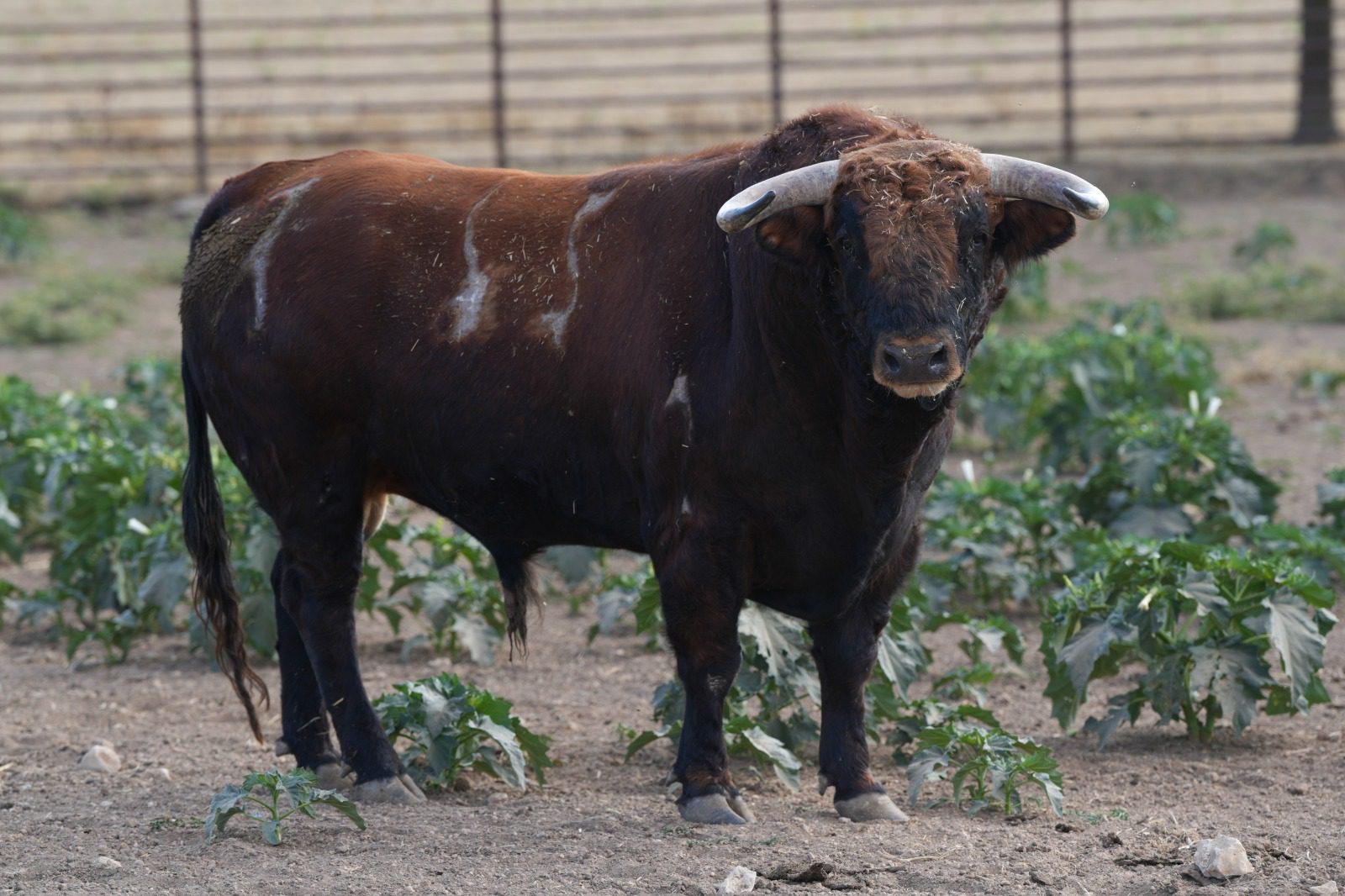 Así luce en el campo la corrida de Antonio Bañuelos para Baeza y la alternativa de Pedro Gallego (Fotos)