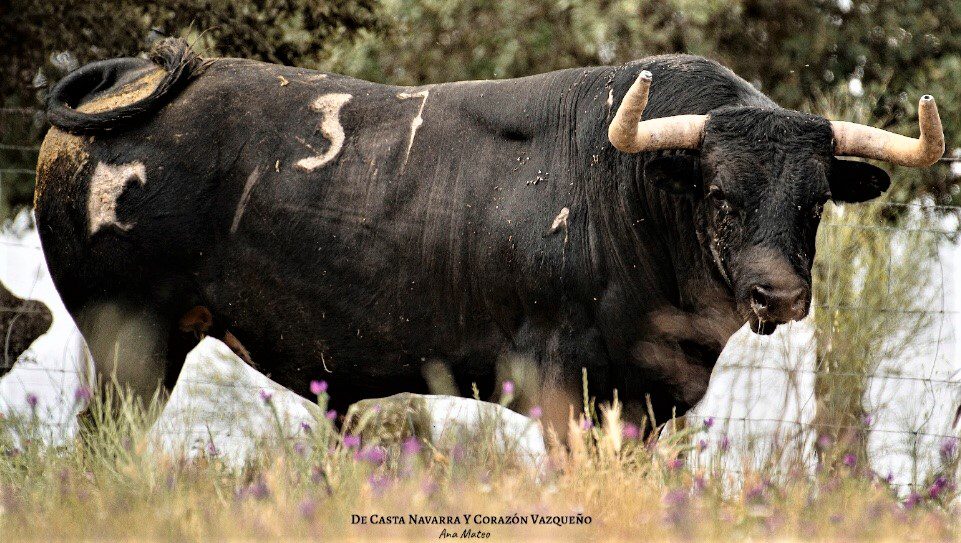 Sotillo de la Adrada apuesta por el toro con Adolfo Martín y Dias Coutinho