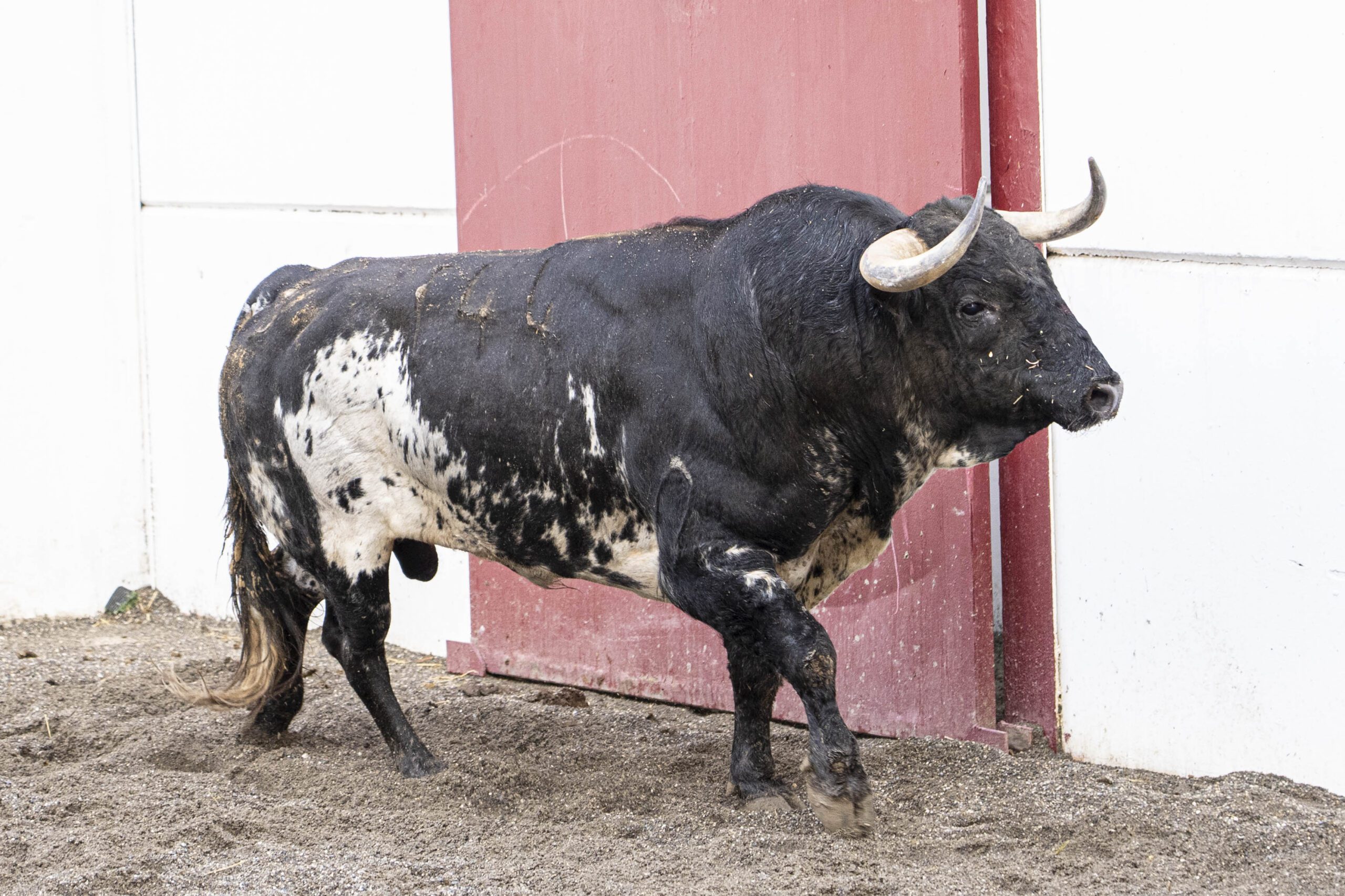 ‘Zapador’ abre la corrida de Juan Pedro Domecq en Málaga