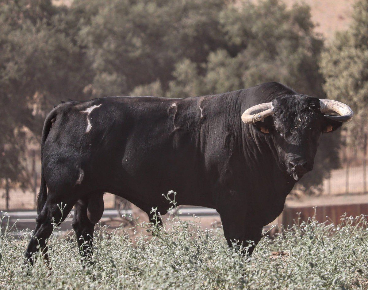 San Pelayo enseña sus cartas para Almendralejo, así son los toros desde el campo