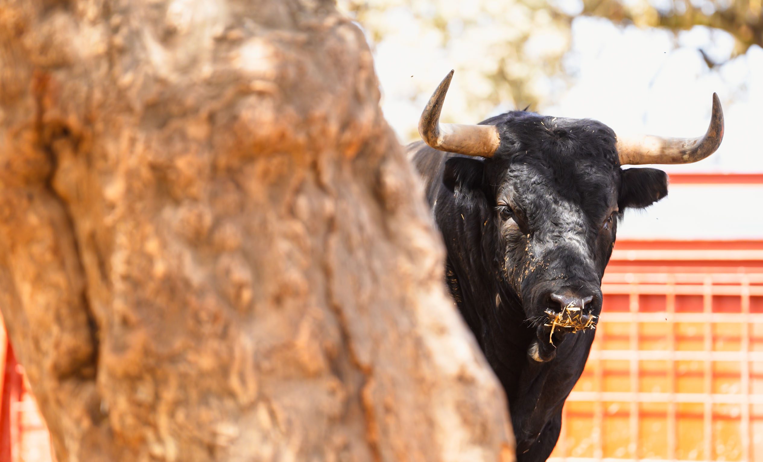 En el campo con Dolores Aguirre: así luce la corrida para Bilbao (Fotos y Vídeo)