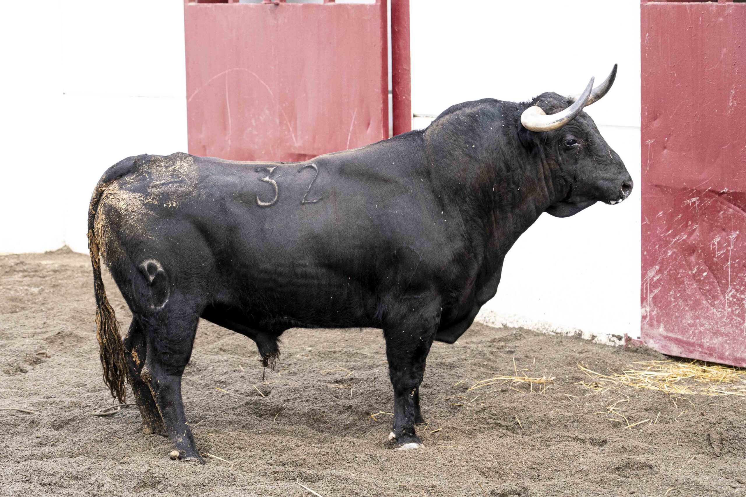 ‘Frenoso’ abre la corrida de Victoriano del Río en Málaga esta tarde