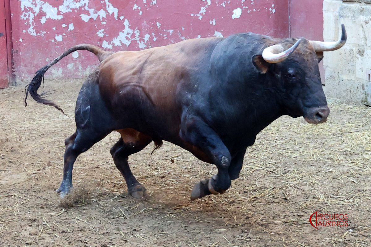 Seis de Núñez del Cuvillo para cerrar el primer fin de semana en El Puerto de Santa María
