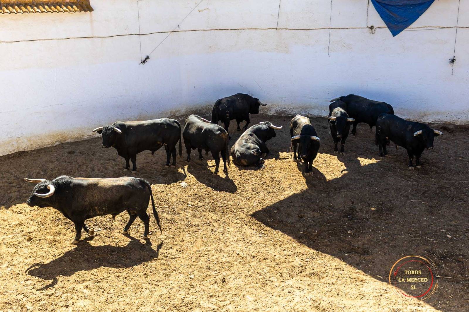 De 'Bulería' a 'Quintero' los seis de Fermín Bohórquez para los seis rejoneadores esta tarde en Huelva