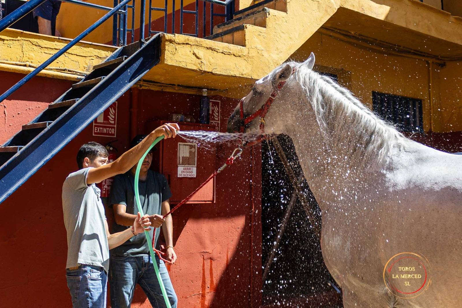 Ambiente en los corrales de La Merced