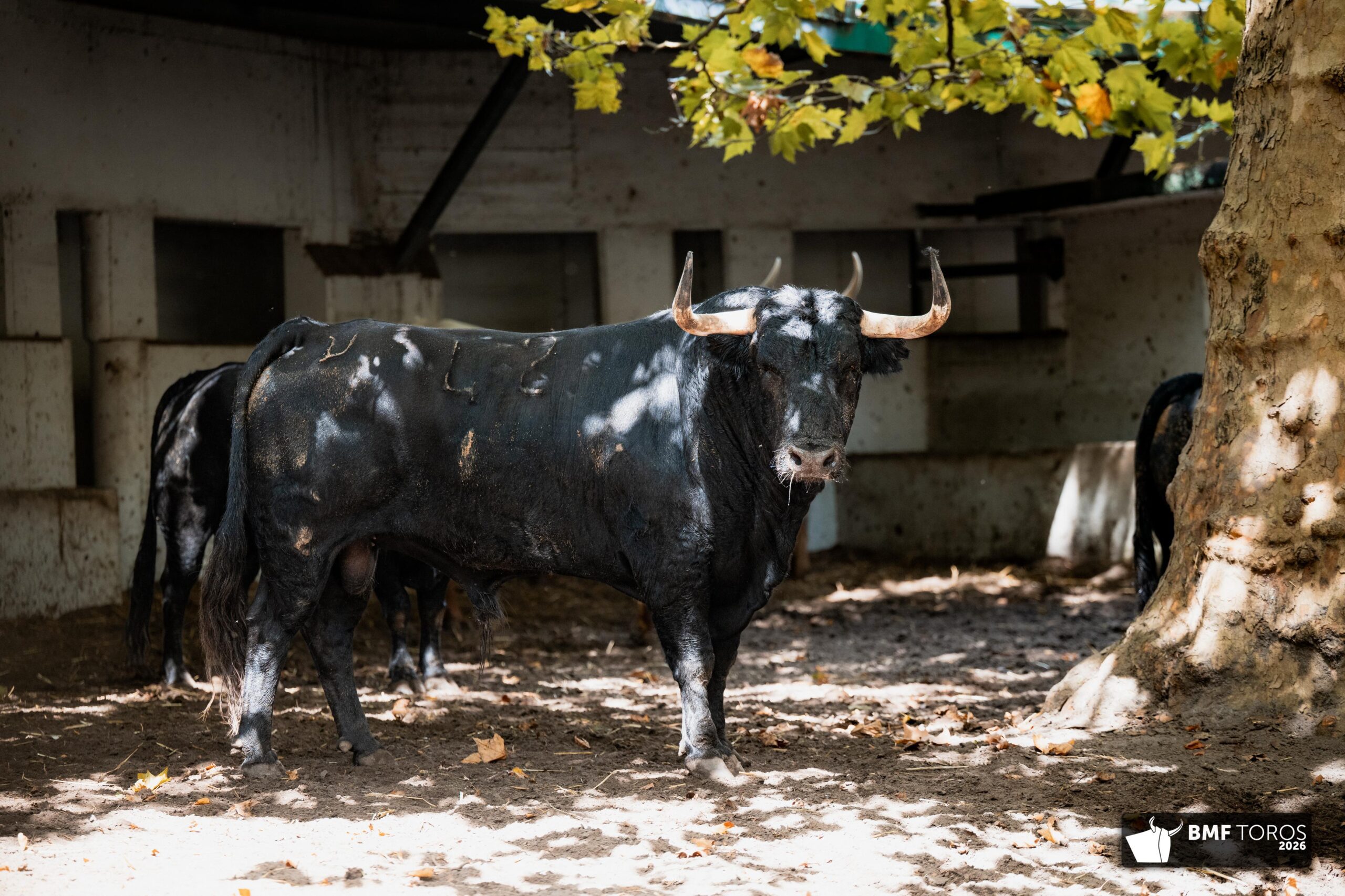 Colorista, primer toro de Garcigrande