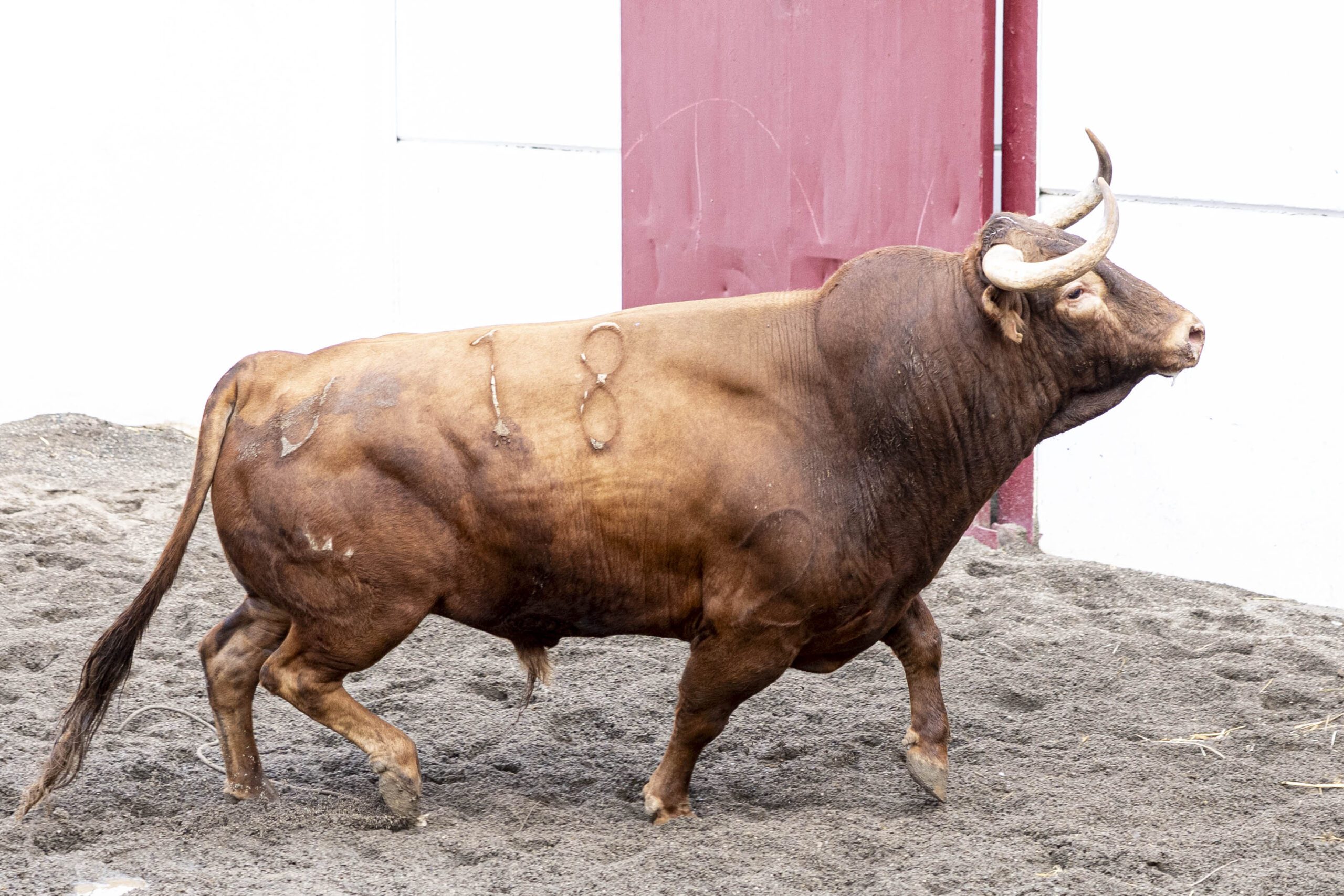 Triguero